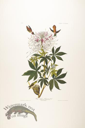 Ruff-Necked Humming-Bird